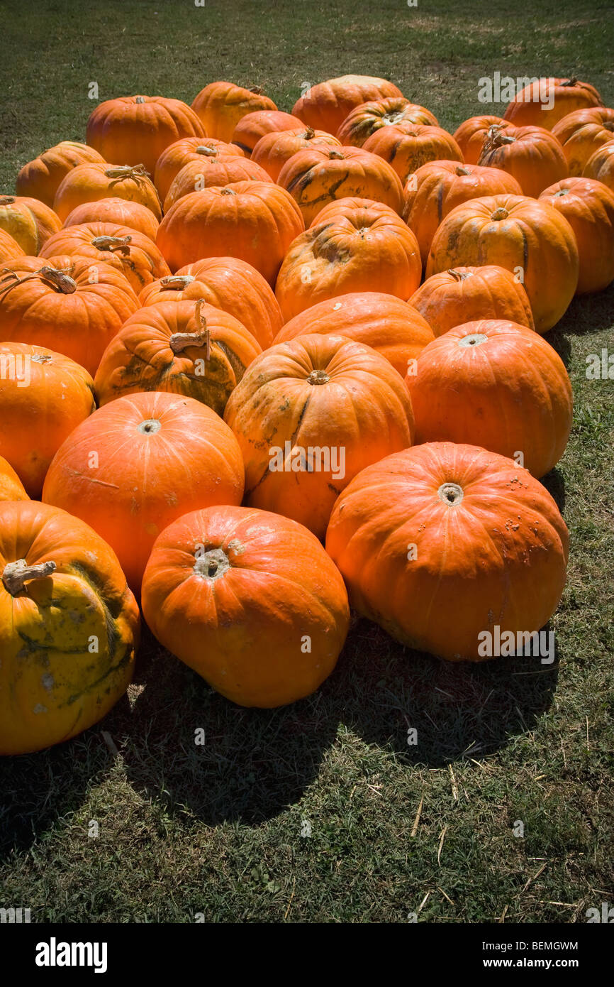 A grouping of large sized pumpkins sitting in a field on a sunny day in the autumn. Stock Photo