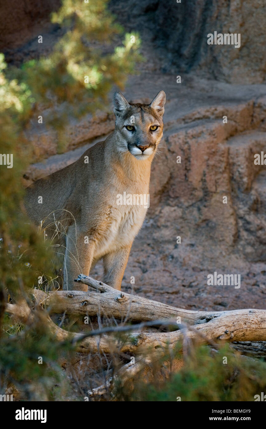 Mountain lion / Cougar (Felis concolor) on ledge in rock face in the Sonora desert, Arizona, USA Stock Photo