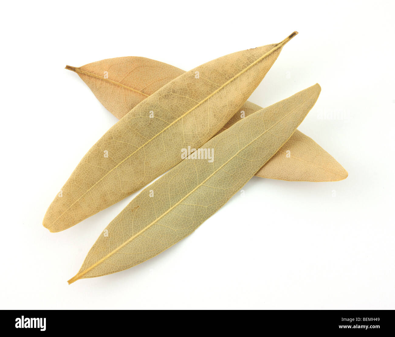 Dried bay leaves Stock Photo Alamy