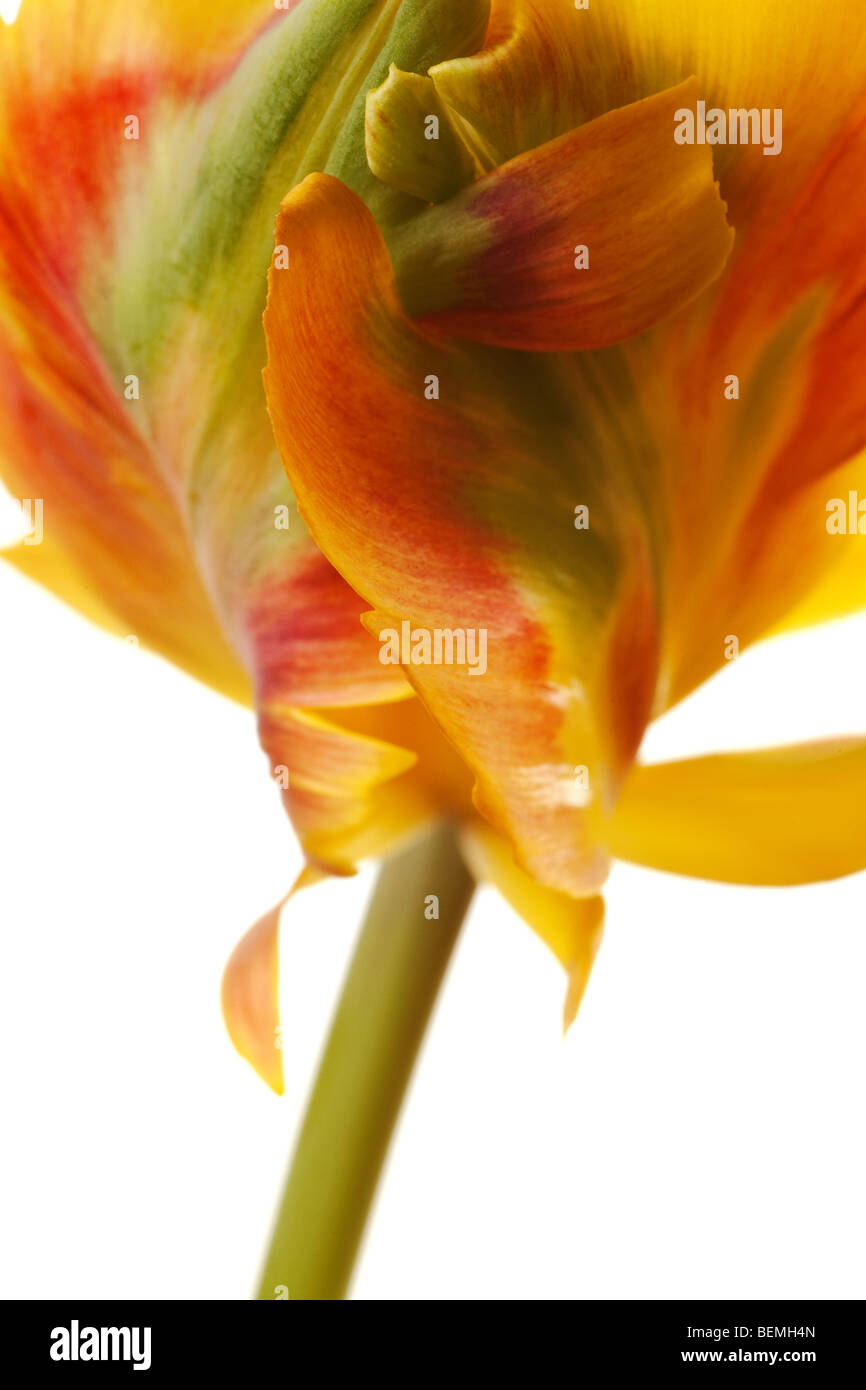 yellow tulip isolated on white background Stock Photo - Alamy