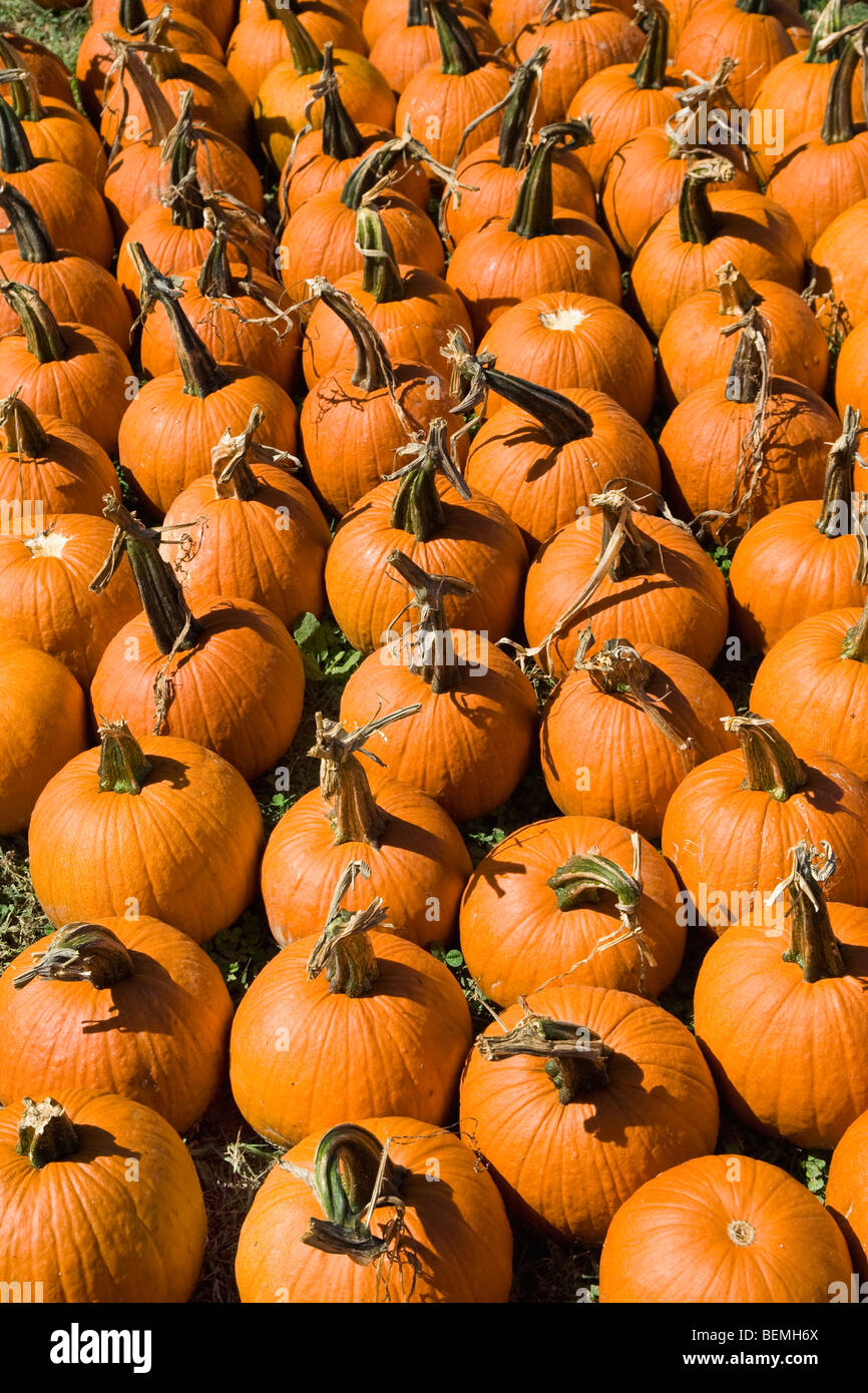 Small sized pumpkins gathered up and sitting on the ground on a nice sunny day in the autumn. Stock Photo