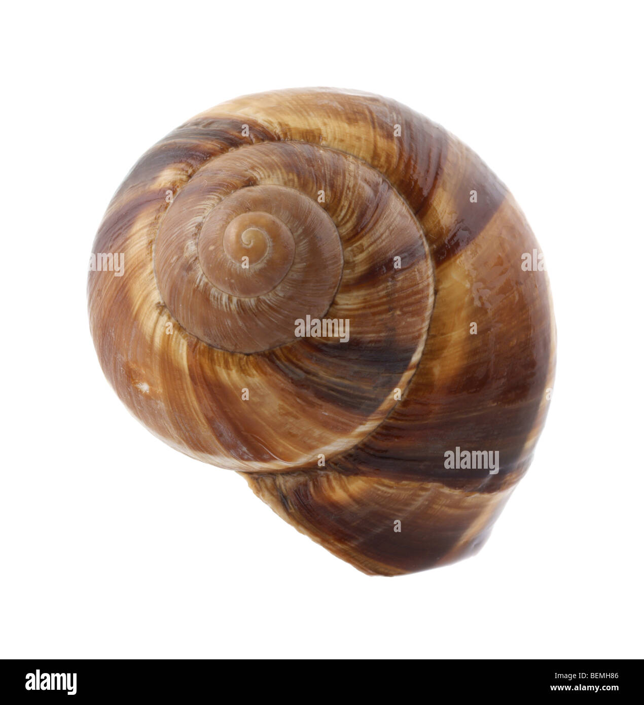 Escargot Hi Res Stock Photography And Images Alamy