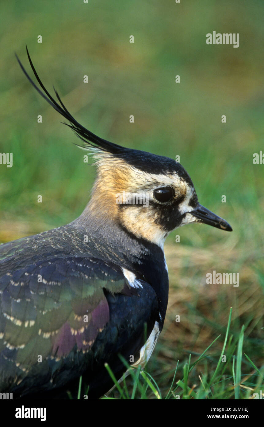 Northern Lapwing (Vanellus vanellus) close up in field Stock Photo