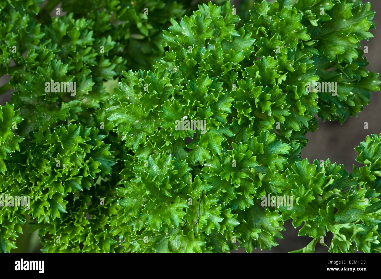 Parsley (Petroselinum sativum) close up, Belgium Stock Photo
