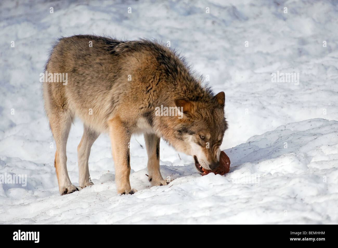 European grey wolf (Canis lupus) eating meat in the snow in winter