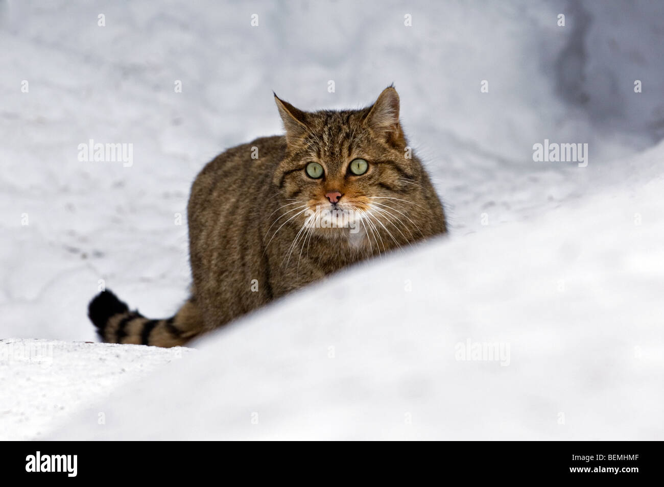 Wild cat (Felis silvestris) hunting in the snow showing thick winter coat,  Scottish Highlands, Scotland, UK Stock Photo - Alamy
