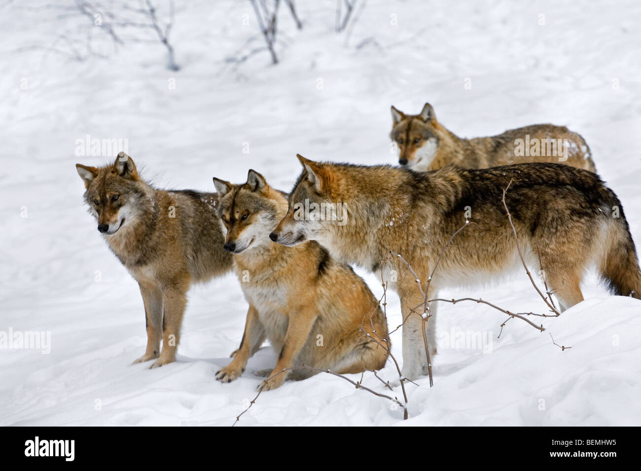 Pack of European grey wolves (Canis lupus) gathering in the snow in