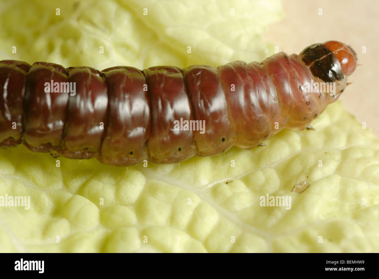 Caterpillar malaysia hires stock photography and images Alamy