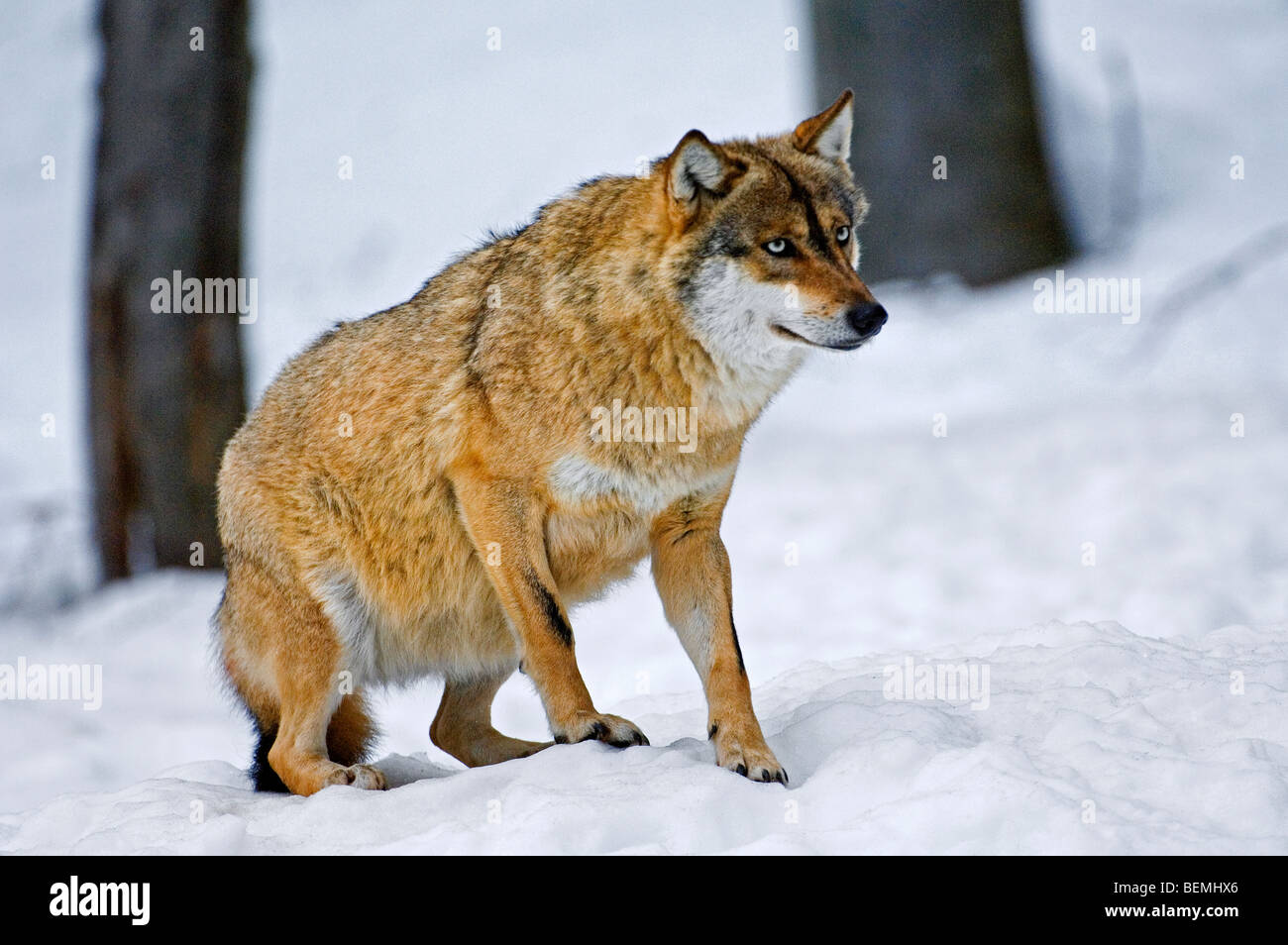 Scared submissive European wolf (Canis lupus) with tail tucked between the legs in the snow in winter, Bavarian Forest, Germany Stock Photo