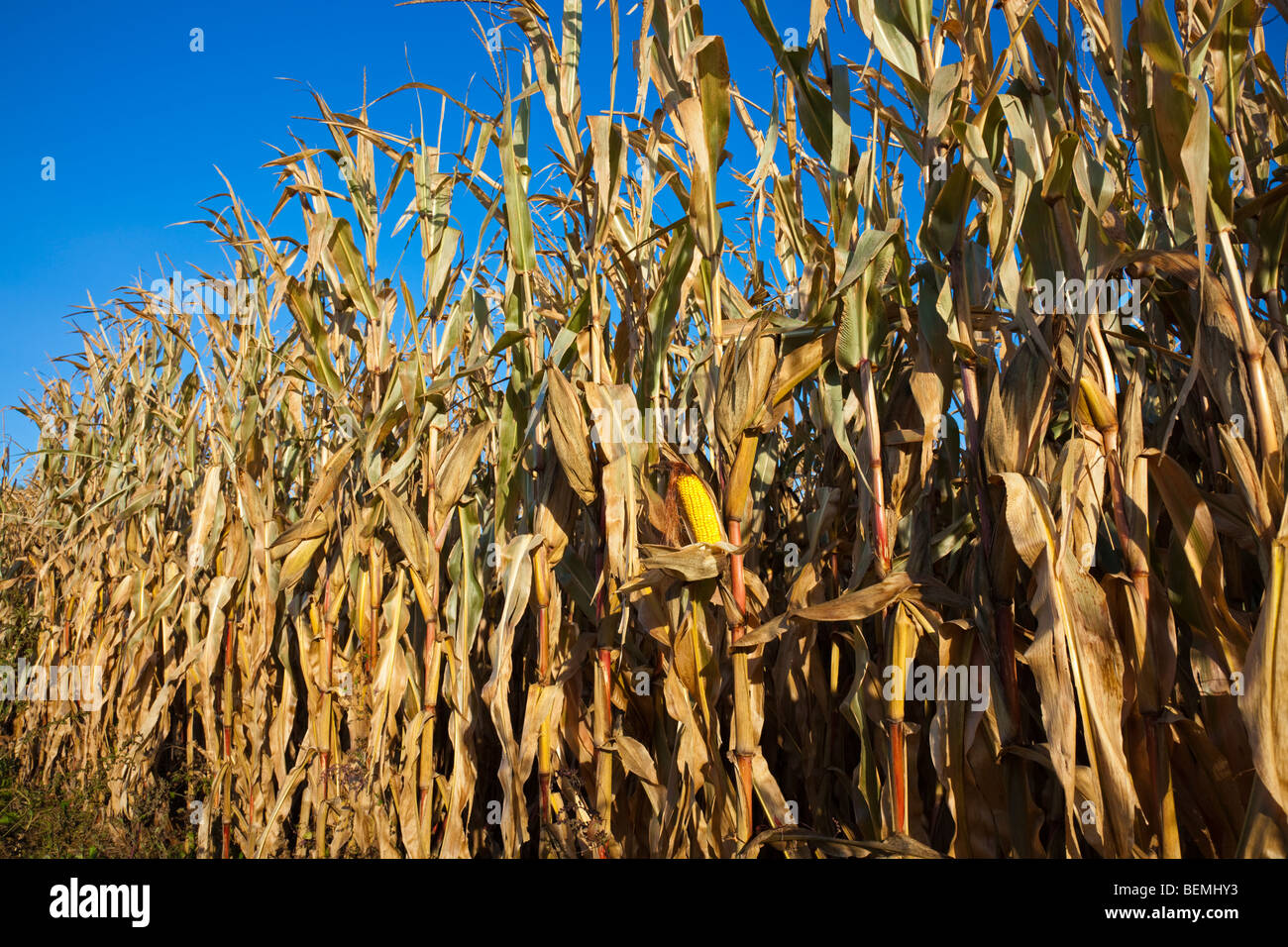 Corn field in October ready for harvest Stock Photo Alamy