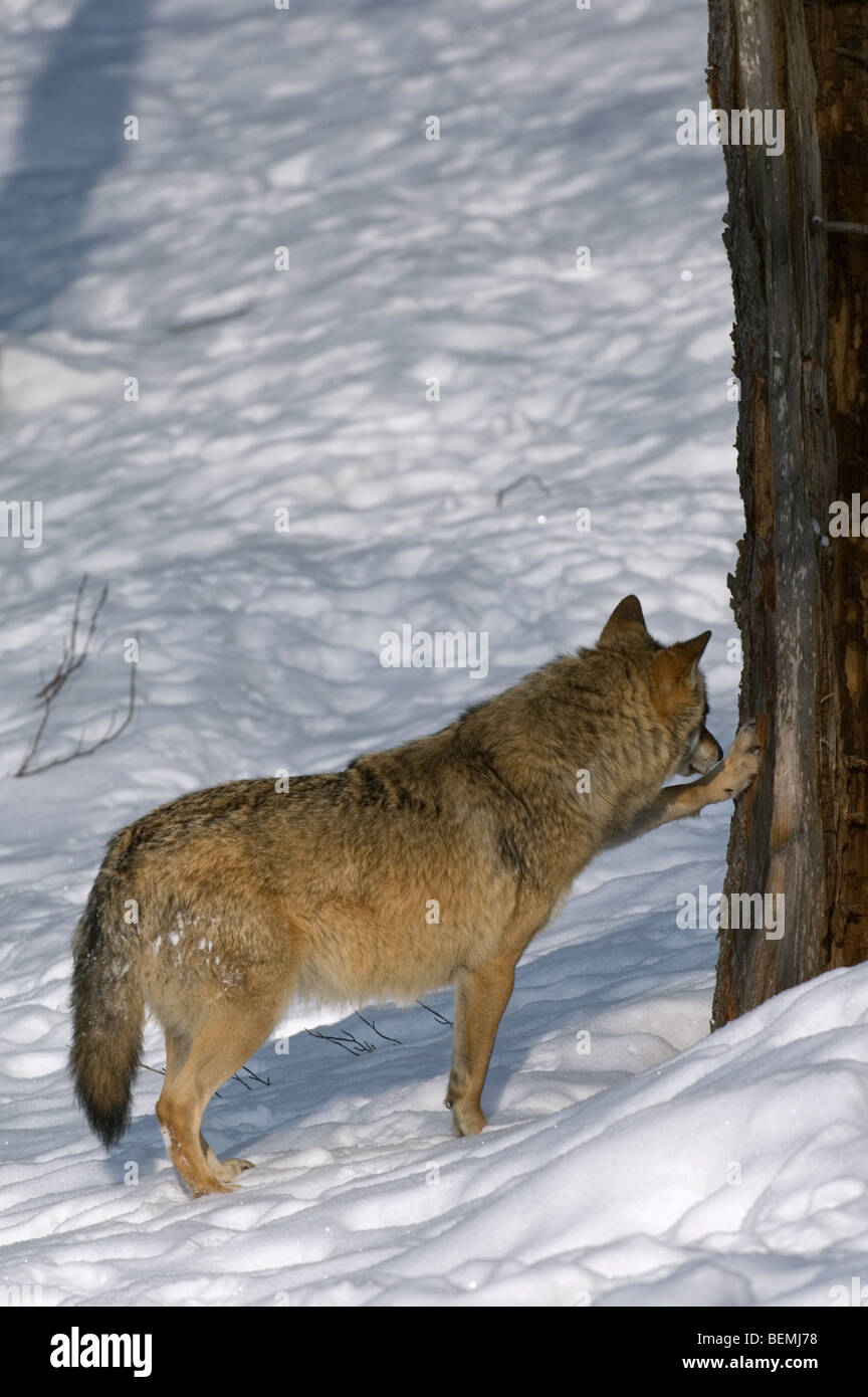 Wolf canis lupus scratching tree hires stock photography and images Alamy