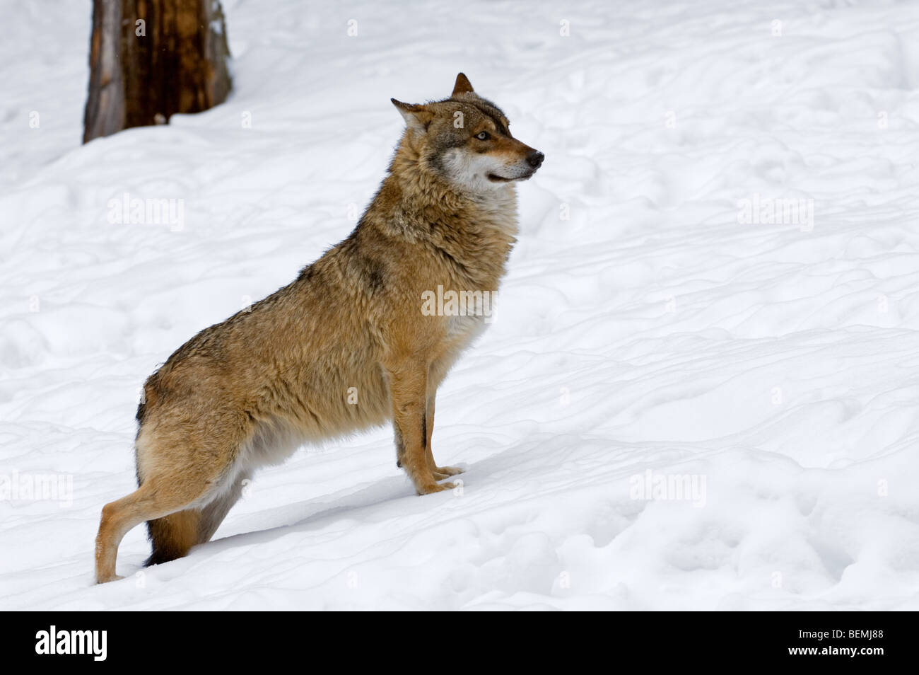 Scared submissive grey wolf (Canis lupus) with tail tucked between the legs in the snow in winter, Bavarian Forest, Germany Stock Photo