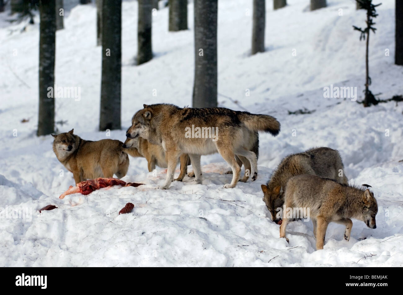 Pack wolves eating hires stock photography and images Alamy