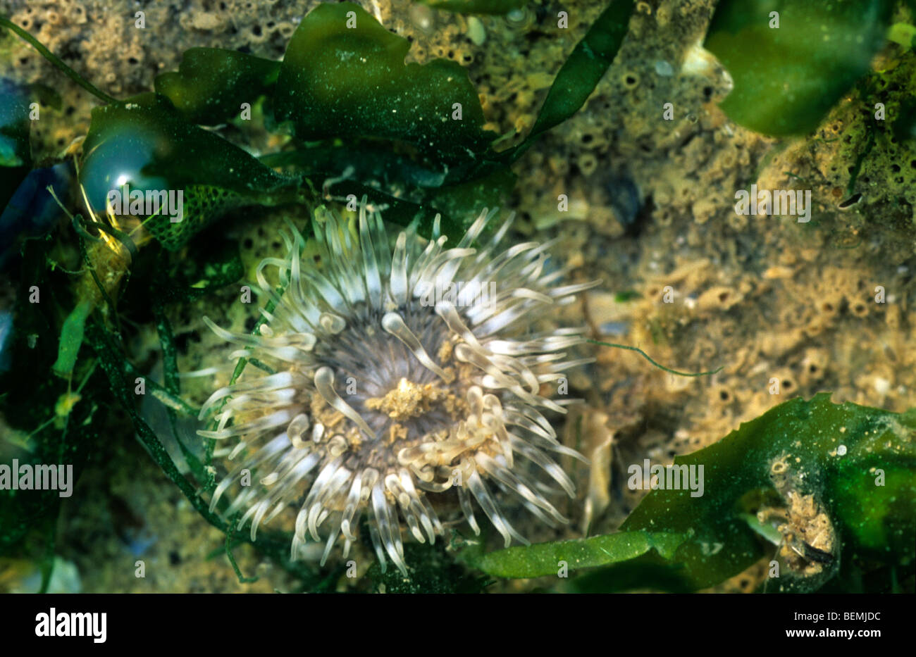 Sea anemone (Actiniaria sp.) in tide pool, Belgium Stock Photo