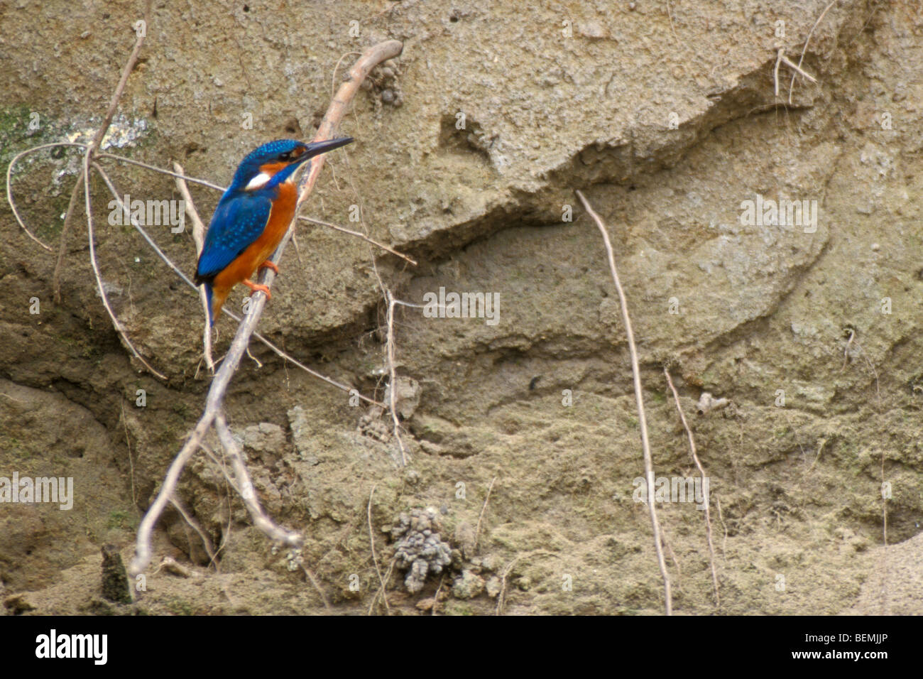 Common Kingfisher (Alcedo atthis) perched on tree root in riverbank near nest and looking for fish to hunt in river Stock Photo
