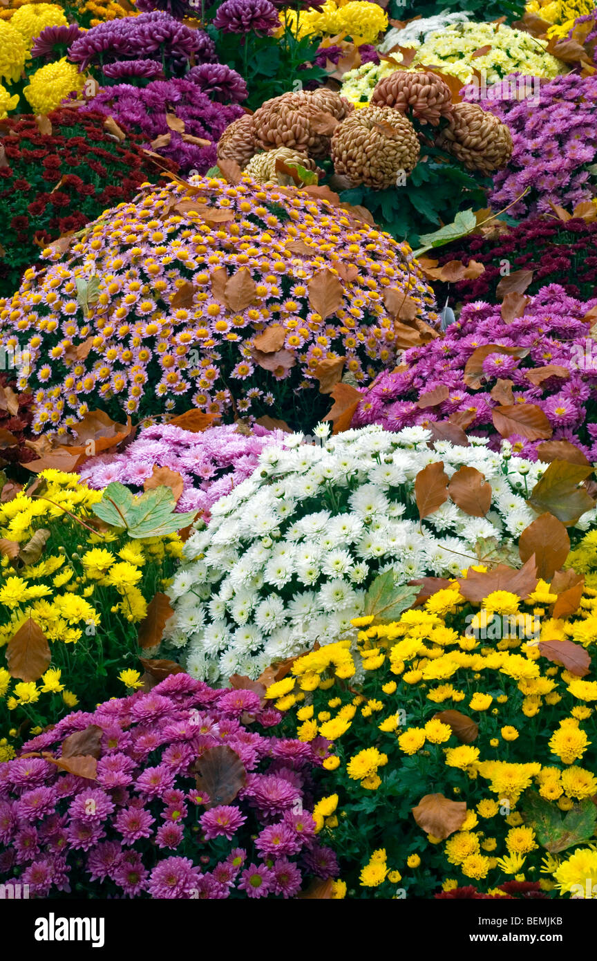 Colourful bouquets of Chrysanthemums in different colours at cemetery Stock Photo