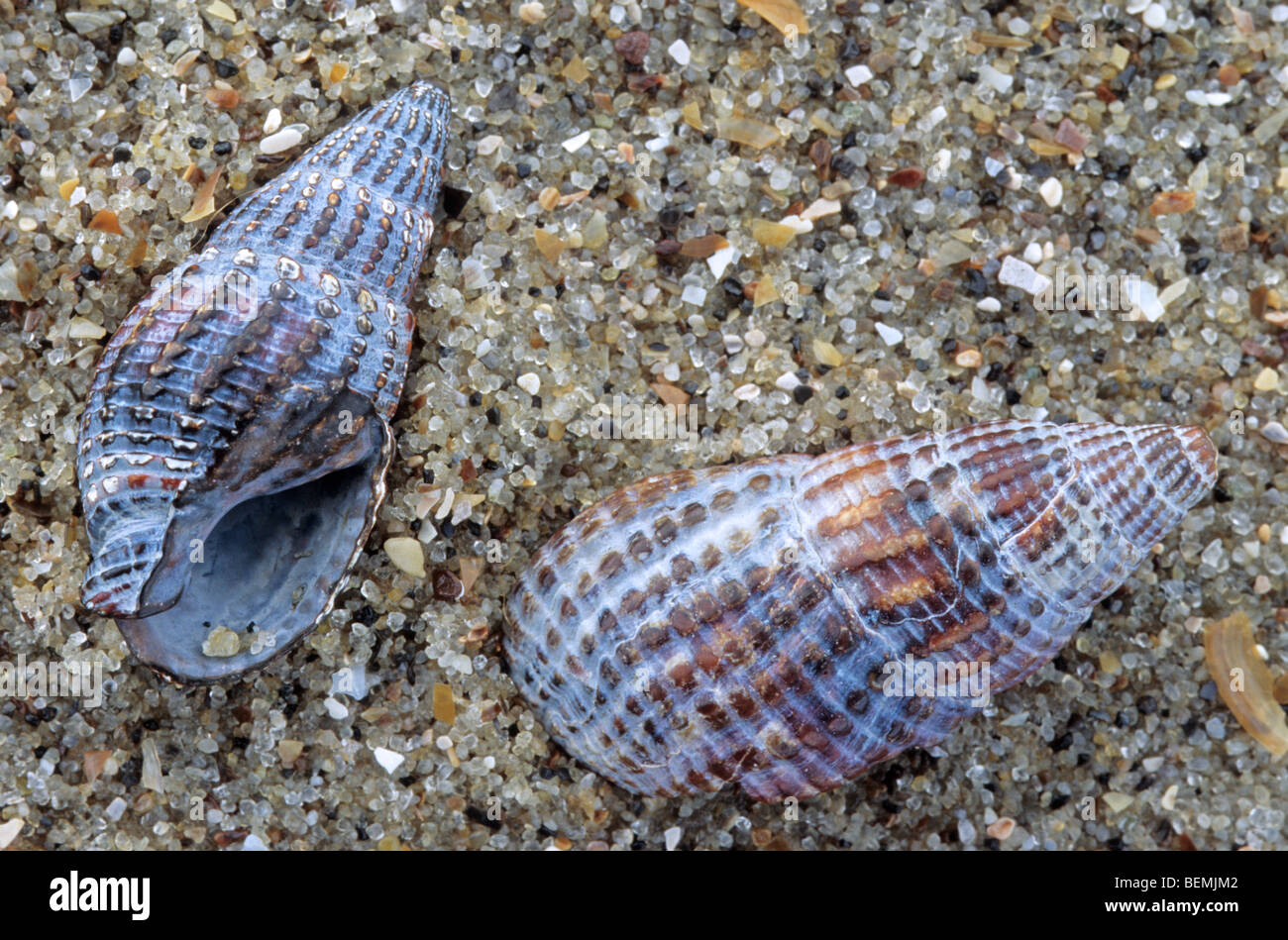 Netted dog whelk (Nassarius reticulatus) shell fossils on beach