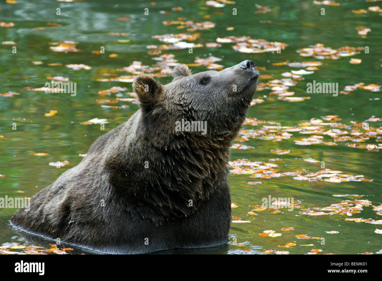 European brown bear (Ursus arctos) in water of pond Stock Photo - Alamy