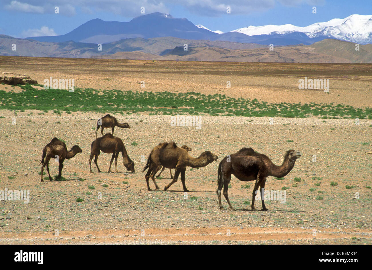 Herd of dromedary camels (Camelus dromedarius) in desert with view on the High Atlas mountains, Morocco Stock Photo