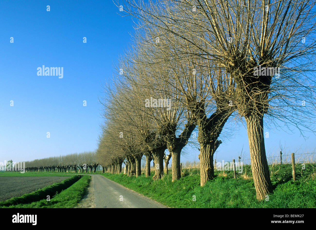 Row of pollarded poplars in polder landscape, Retranchement, Netherlands Stock Photo
