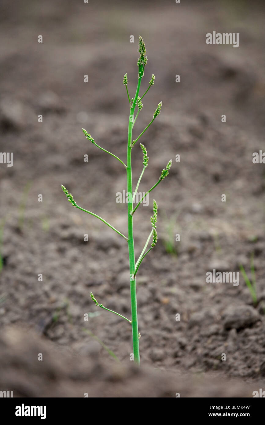 Shoot of asparagus (Asparagus officinalis) plant on field Stock Photo