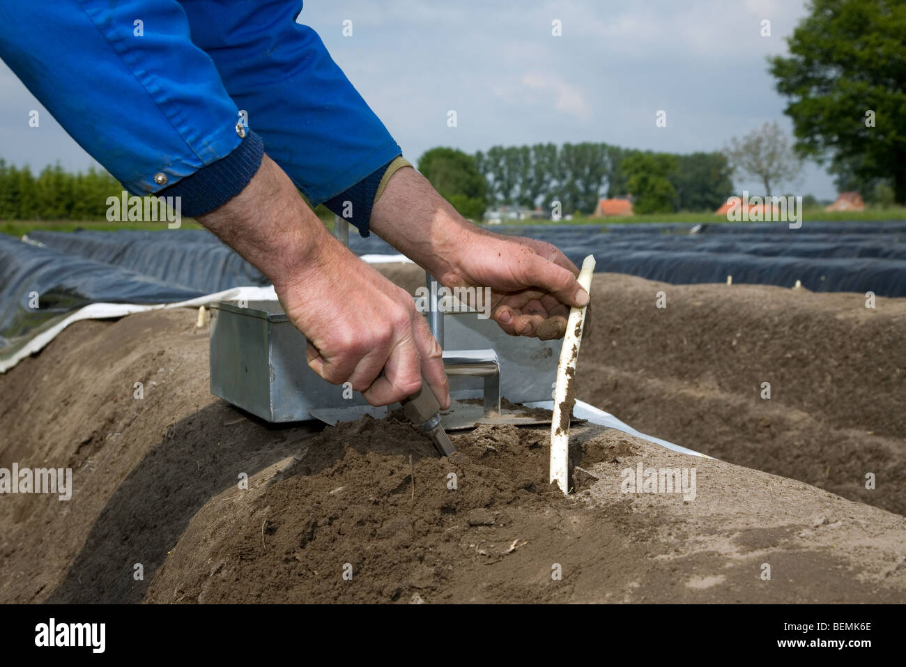 Horticulturist harvesting white asparagus (Asparagus officinalis