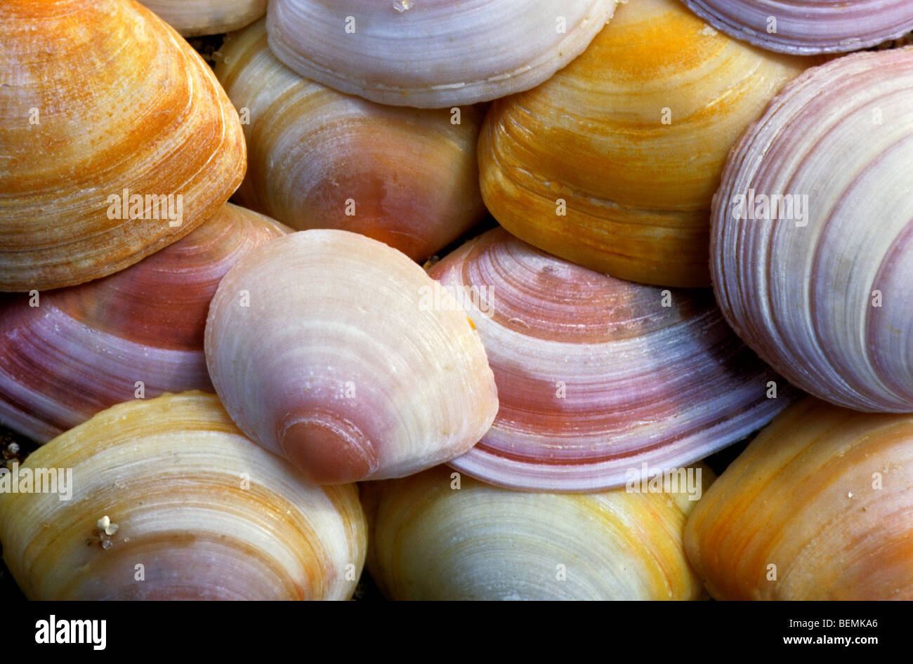 Baltic tellin / Baltic macoma (Macoma balthica) shells on beach, Belgium Stock Photo