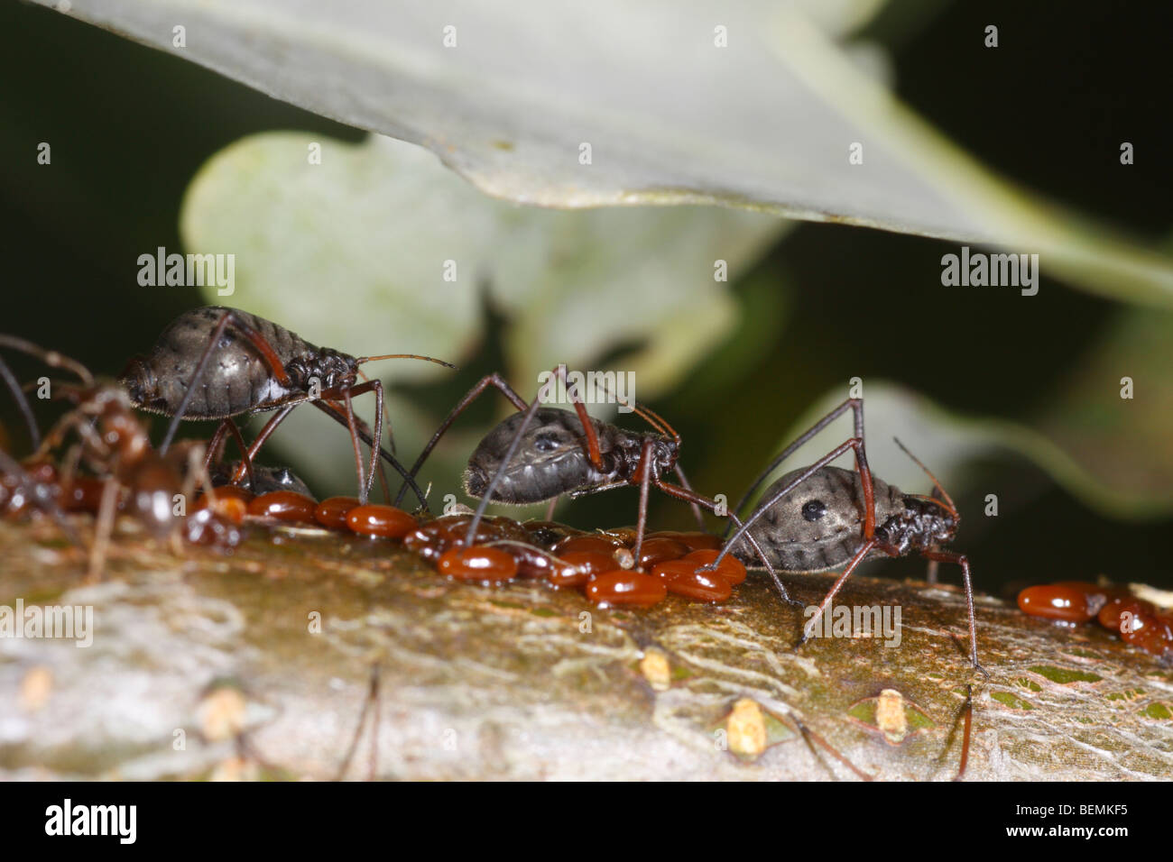 Lachnus roboris, an aphid that feeds on oak. The females guard freshly laid eggs. Stock Photo