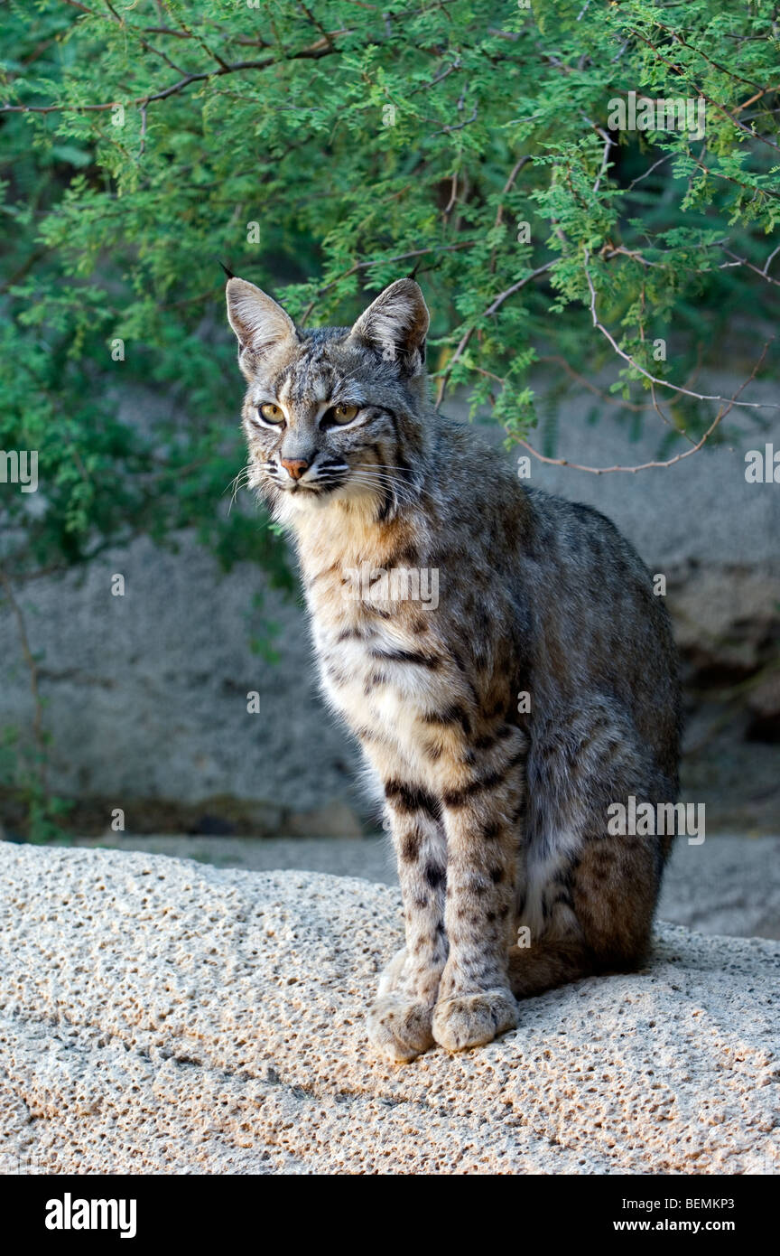North American bobcat (Lynx rufus / Felis rufus) portrait in the Sonora desert, Arizona, USA Stock Photo