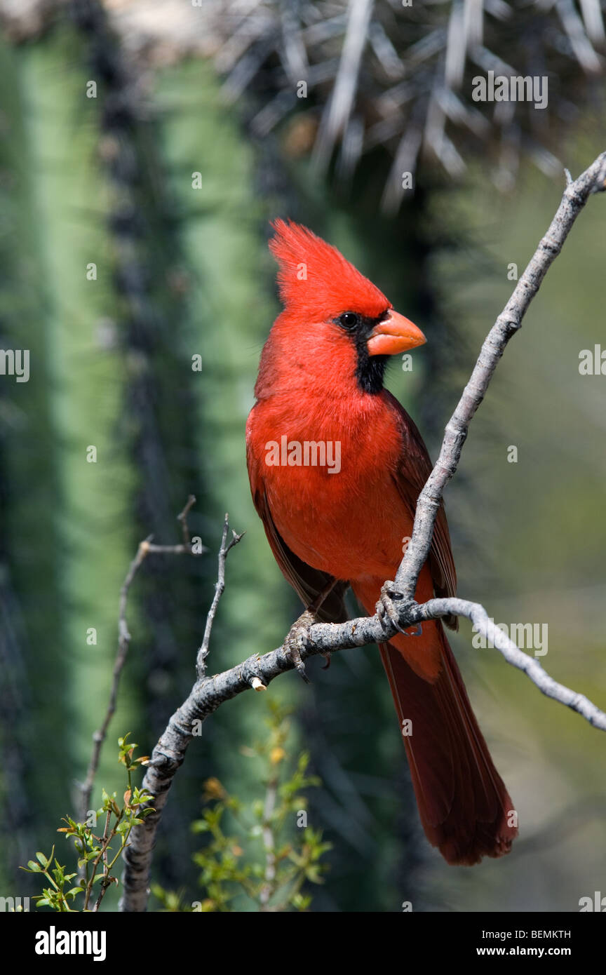 Northern cardinal (Cardinalis cardinalis) male in front of Saguaro cactus (Carnegiea gigantea), Sonoran desert, Arizona, USA Stock Photo