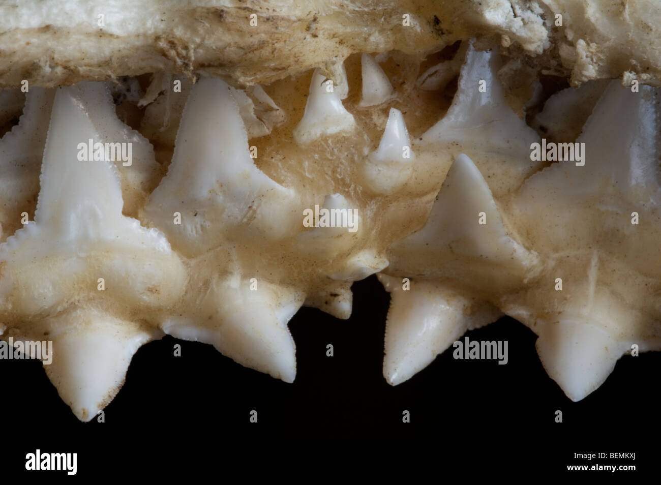 Shark upper jaw showing multiple layers of serrated teeth, Madagascar Stock Photo