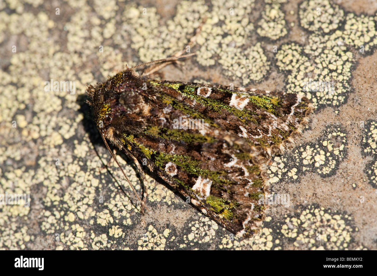 Green-Brindled Square (Valeria jaspidea) Stock Photo