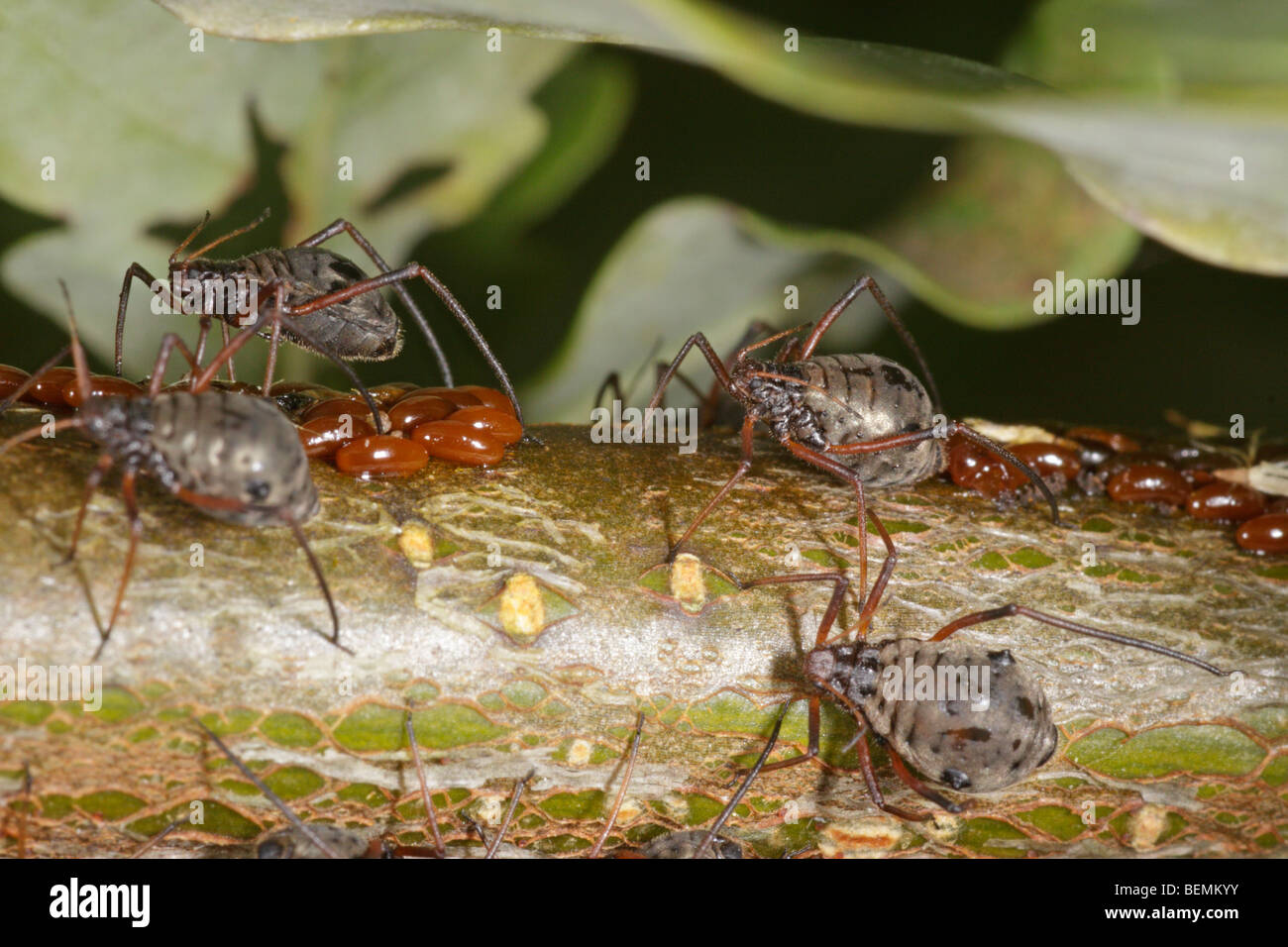 Lachnus roboris, an aphid that feeds on oak. The females guard freshly laid eggs. Stock Photo