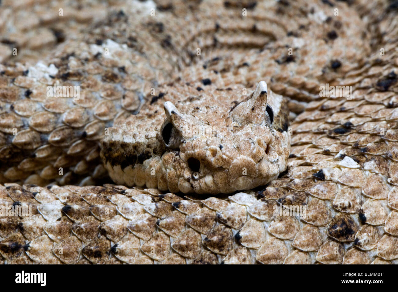 Close up of head with horns of horned sidewinder rattlesnake (Crotalus