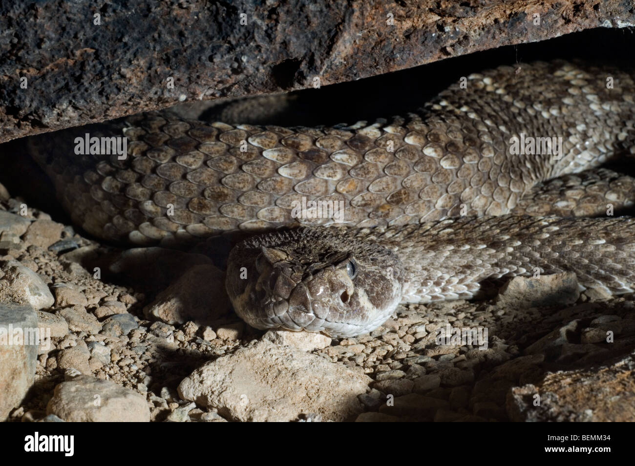 Western diamondback rattlesnake (Crotalus atrox) lying curled up in ambush under rock in the