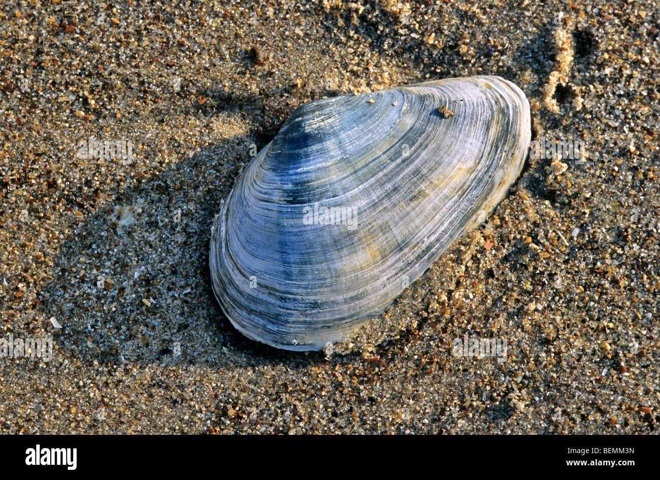 Soft-shell clam / Steamer / Softshell (Mya arenaria) on beach, Belgium Stock Photo