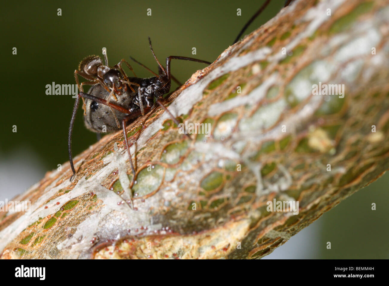 Lachnus roboris, an aphid that feeds on oak. This animal is being guarded by a Black Garden Ant (Lasius niger). Stock Photo