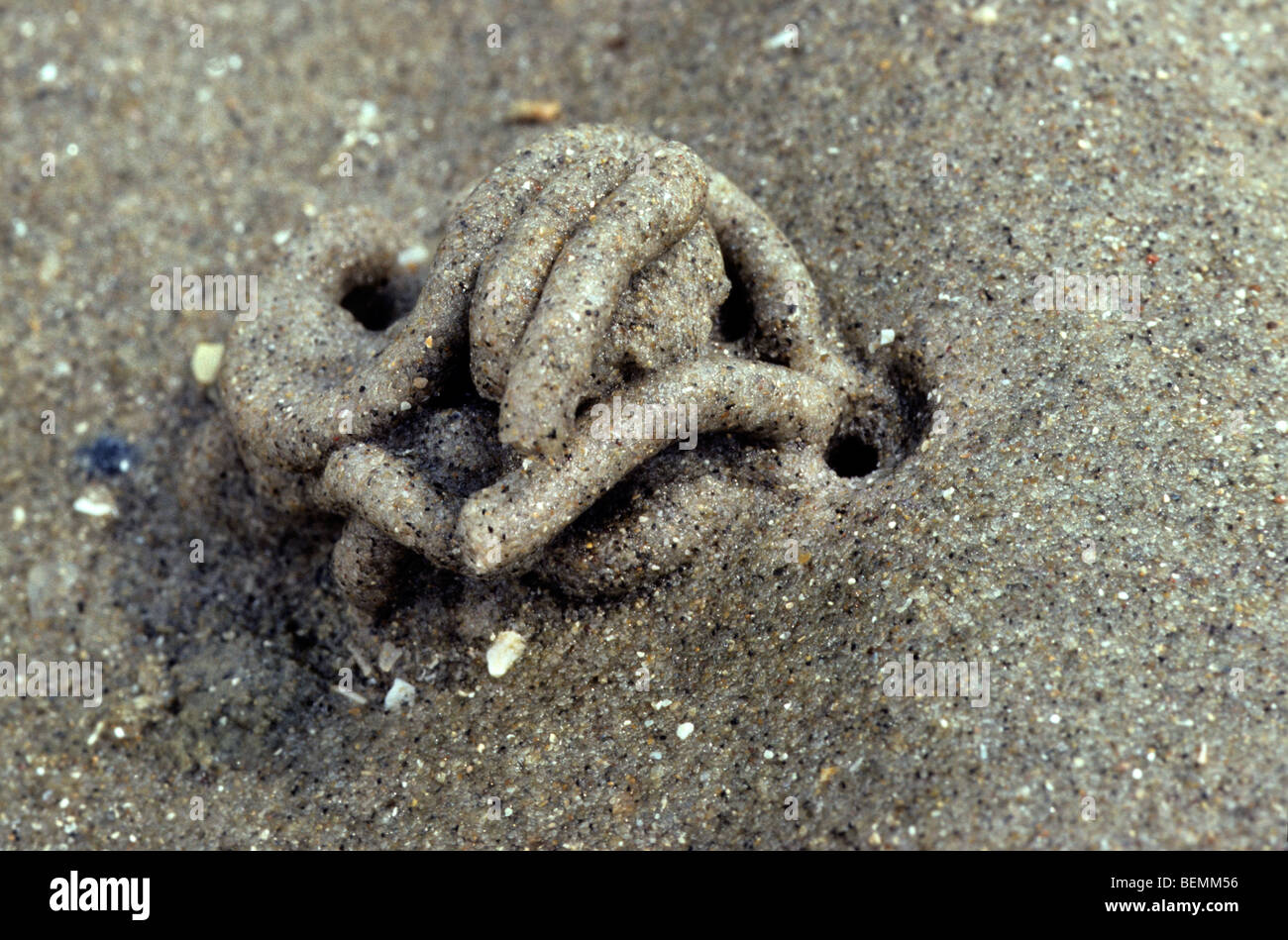 Lugworm / sandworm (Arenicola marina) burrow showing blow hole and cast of defaecated sediment on beach along North Sea coast Stock Photo