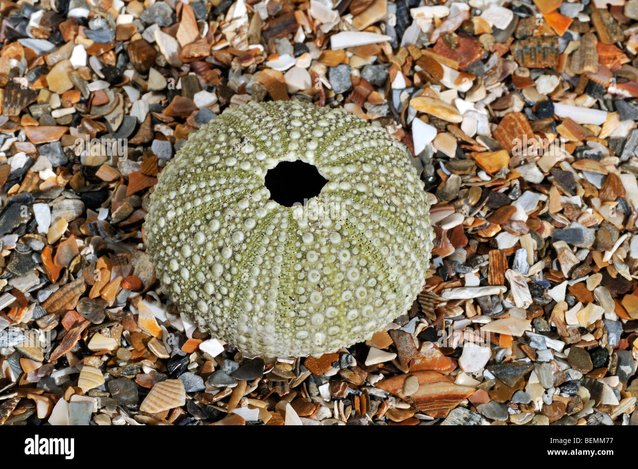 Green sea urchin / shore sea urchin (Psammechinus miliaris) washed on