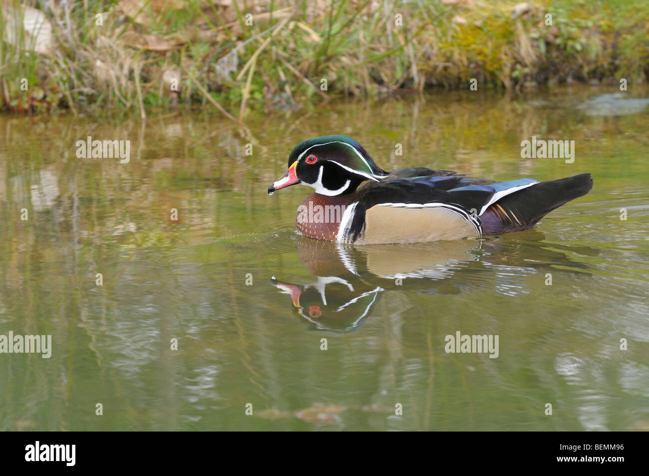 Carolina wood duck aix sponsa photographed in england hi-res stock