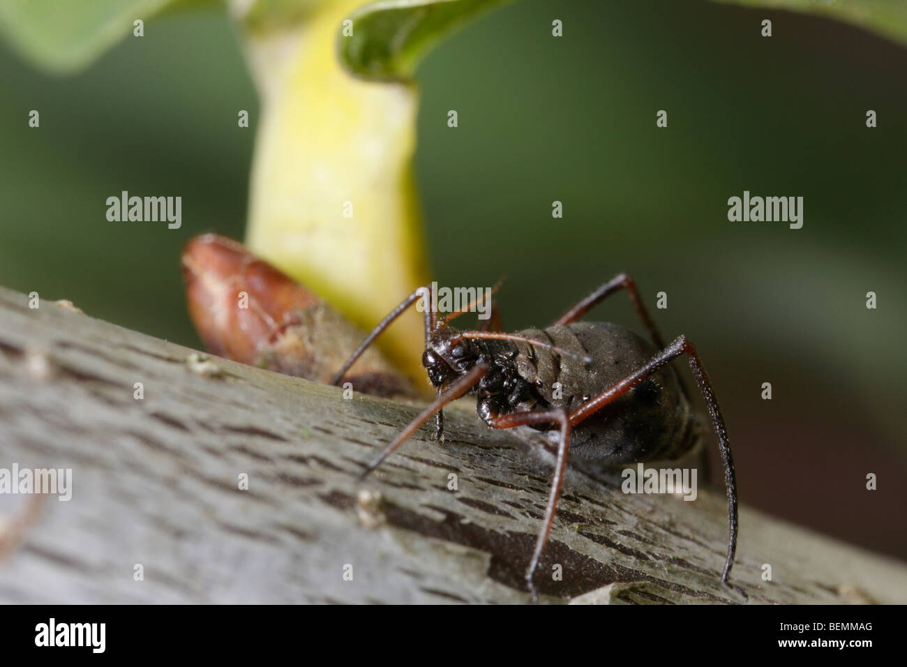 Lachnus roboris, an aphid that feeds on oak. This female sucks on an oak twig. Stock Photo