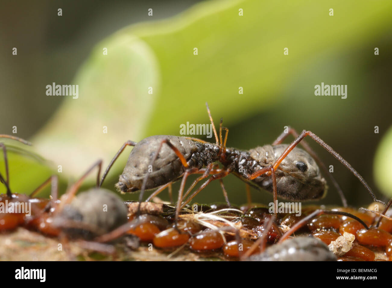 Lachnus roboris, an aphid that feeds on oak. These females guards freshly laid eggs. Stock Photo