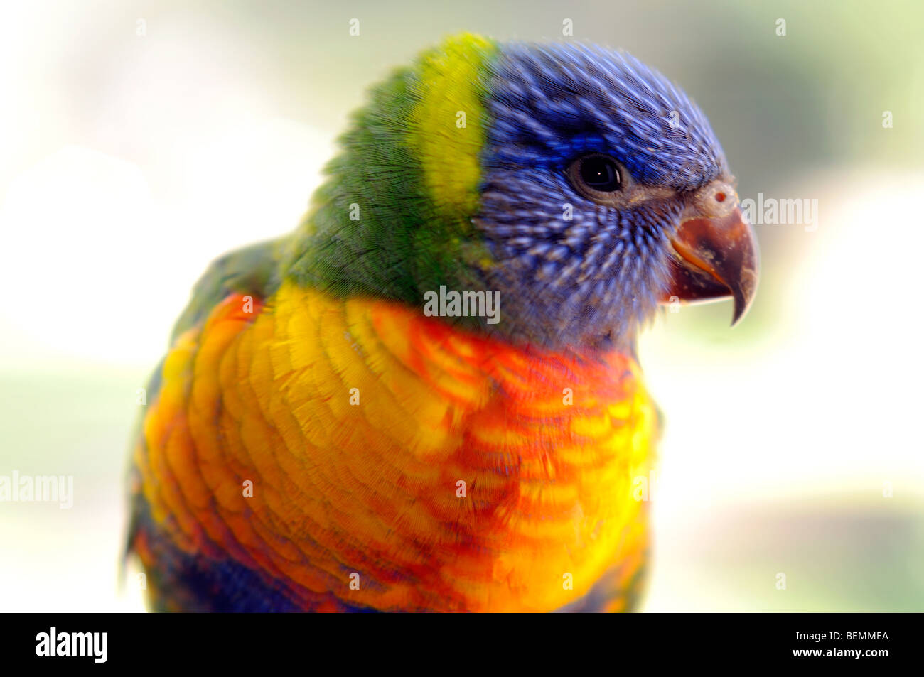 rainbow lorikeet victoria australia Stock Photo