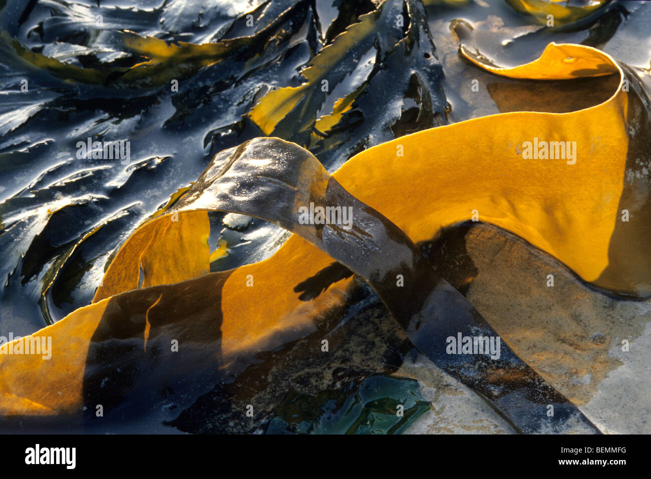 Brown algae (Phaeophyceae) and toothed wrack / serrated wrack, Europe Stock Photo