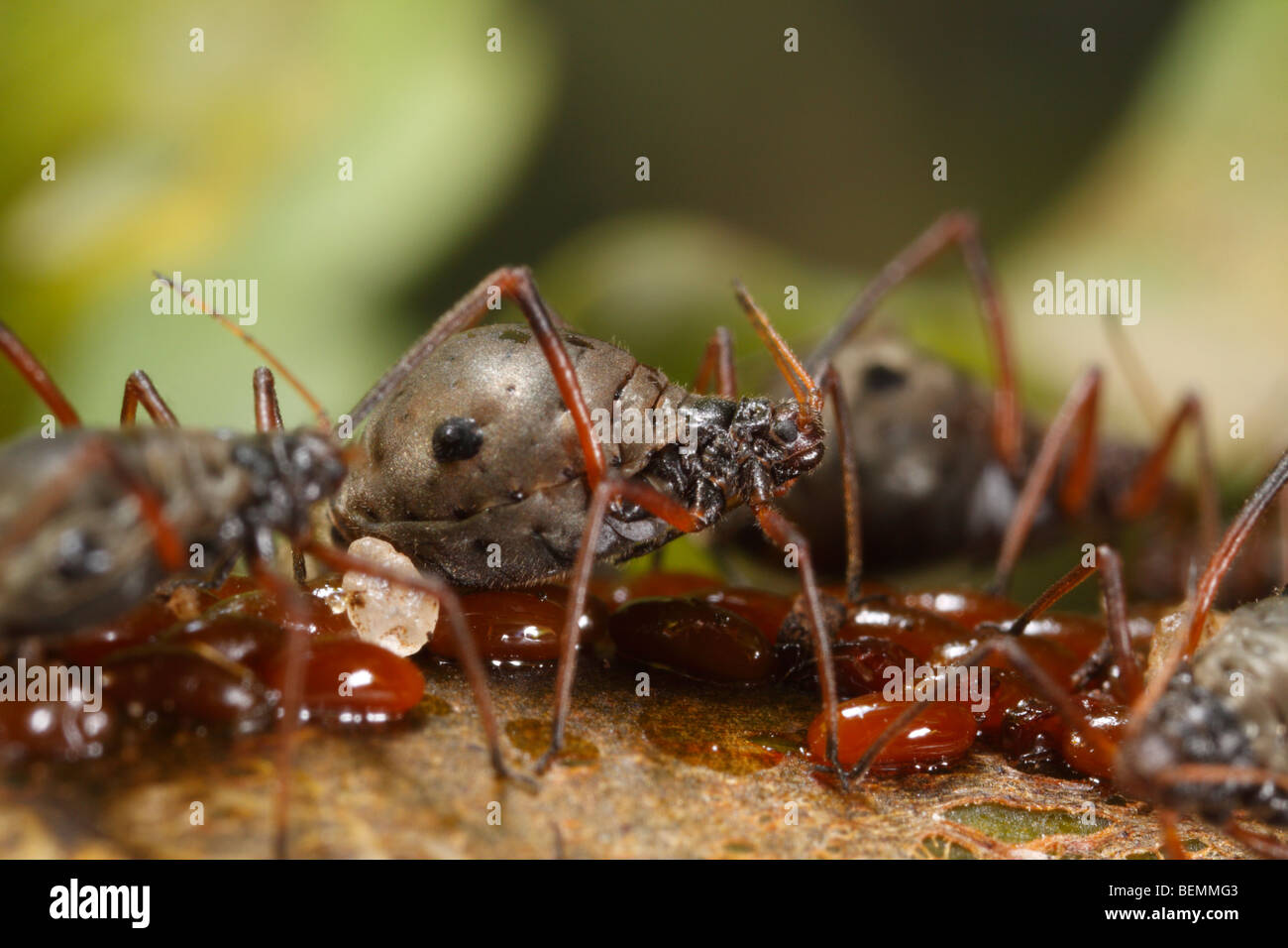 Lachnus roboris, an aphid that feeds on oak. This female guards freshly laid eggs. Stock Photo