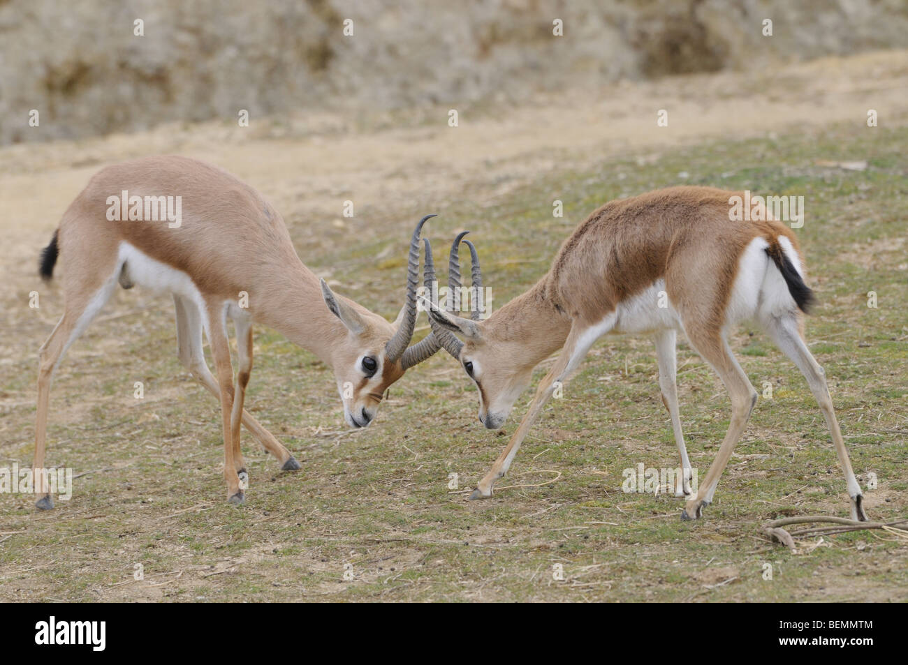 Dorcas Gazelle Gazella dorcas Males sparring Stock Photo