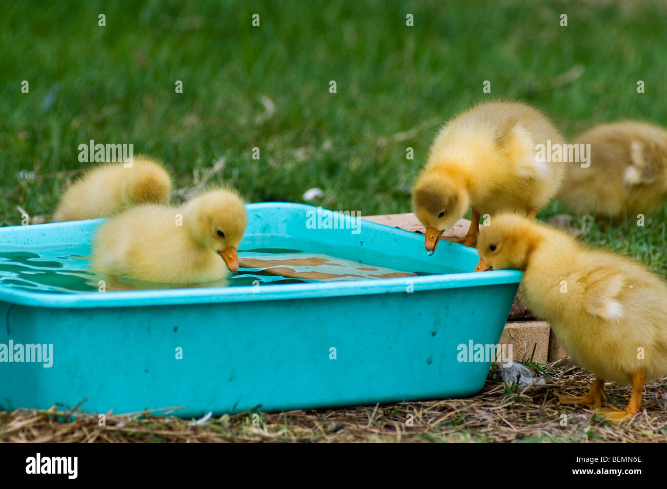 Domestic geese goslings (Anser anser) discovering water, Belgium Stock Photo