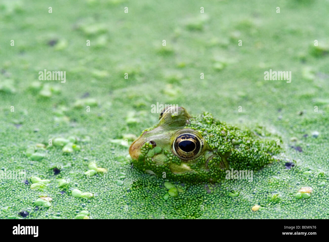 Young edible frog (Pelophylax kl. esculentus / Rana kl. esculenta) floating amongst duckweed (Lemnaceae) in pond Stock Photo