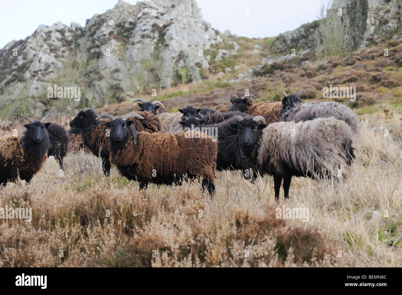 Hebridean Sheep Ovis aries Grazing at Niptsone Nature Reserve Shropshire England Stock Photo
