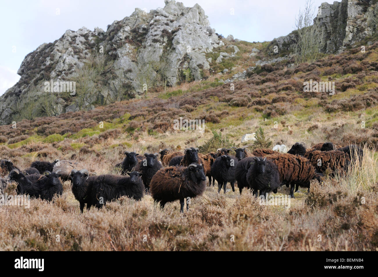 Hebridean Sheep Ovis aries Grazing at Niptsone Nature Reserve Shropshire England Stock Photo